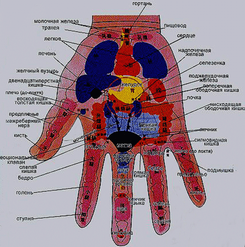 Китайская медицина руки. Акупунктурные точки на ладони правой руки. Акупунктура проекция органов. Су Джок проекция органов на ладони. Точки на руках акупунктура ,Су-Джок.