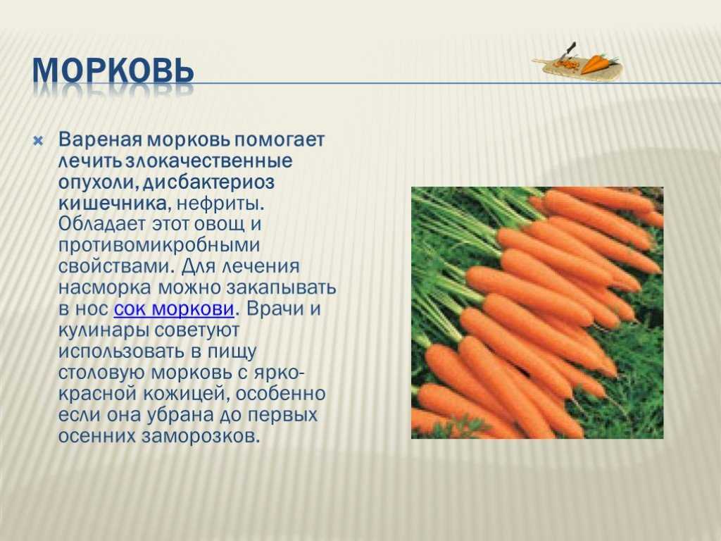 Сколько потребуется морковок. Морковь. Доклад про морковь. Презентация на тему морковь. Морковь полезный овощ.