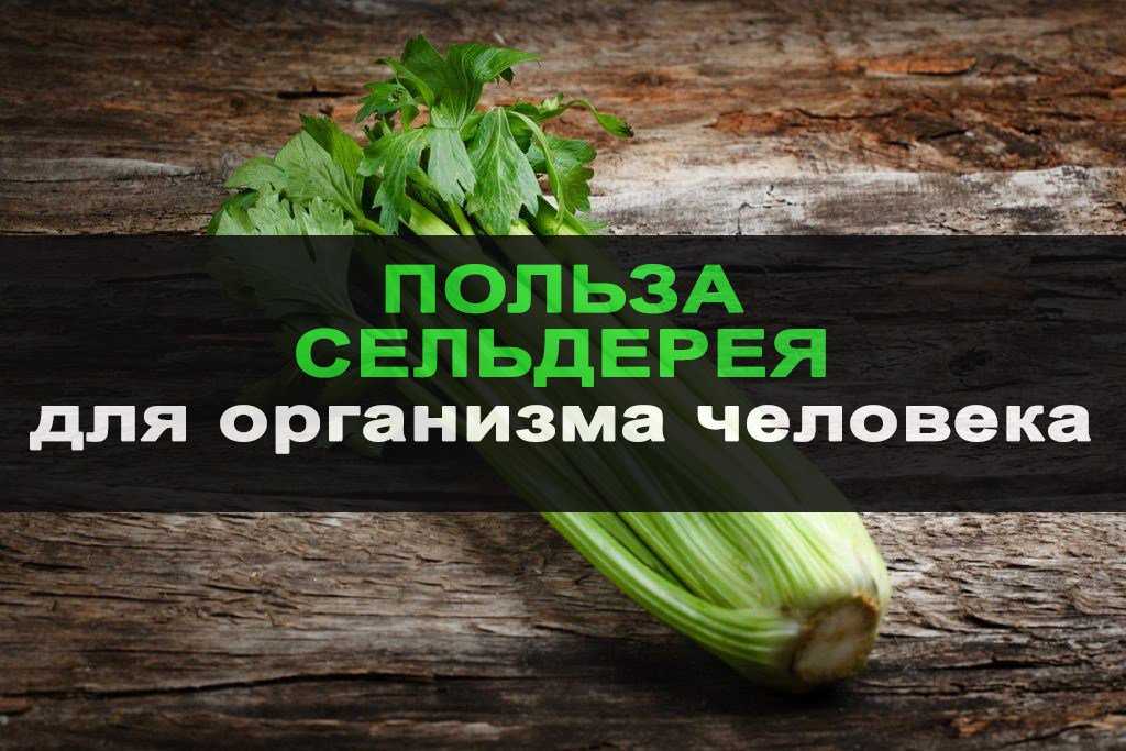 Сельдерей польза фото и вред