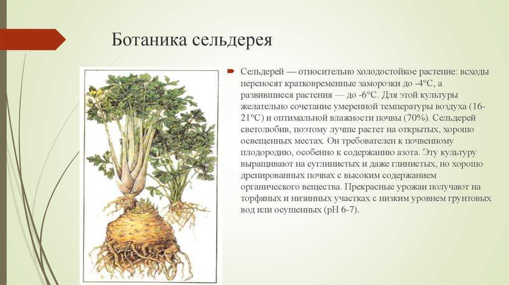 Сельдерей какие корни. Сельдерей листовой корневой. Корневая система сельдерея черешкового. Сельдерей корневой и черешковый. Сельдерей стебли и корень.