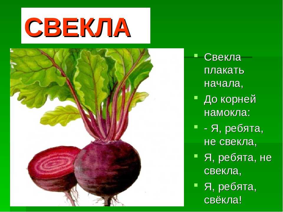 Обозначить звуками слово свекла. Свекла презентация для детей. Загадка про свеклу. Свекла для презентации. Свекла проект.