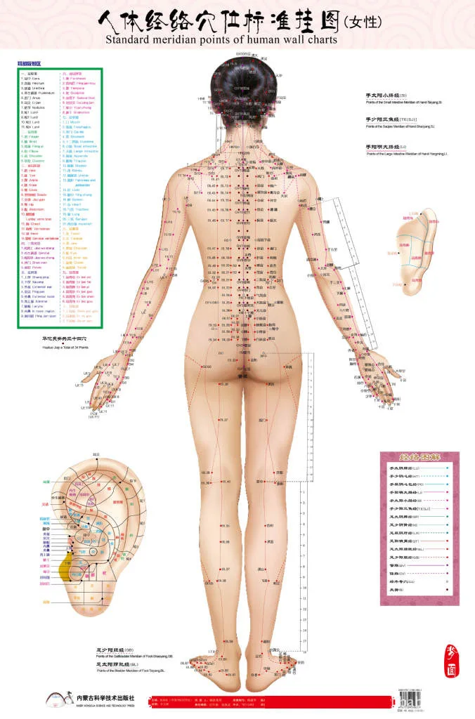 Акупунктурные точки на теле человека схема расположения у женщин
