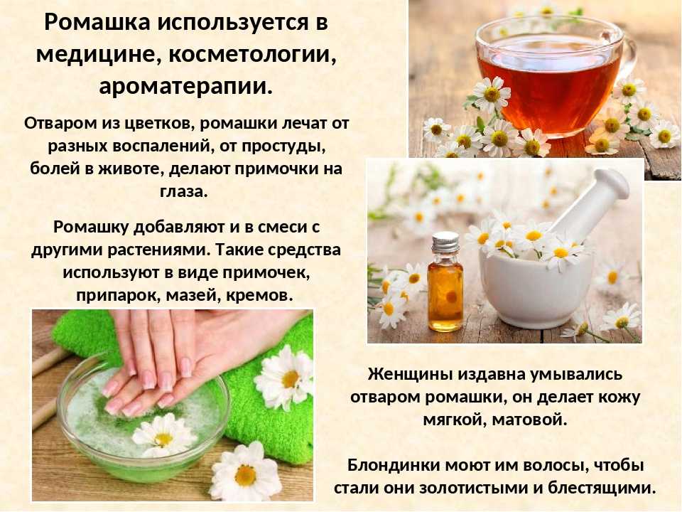 Как приготовить ромашковый чай в домашних