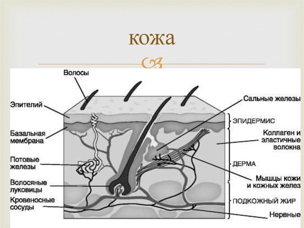 Строение кожи схема с подписями