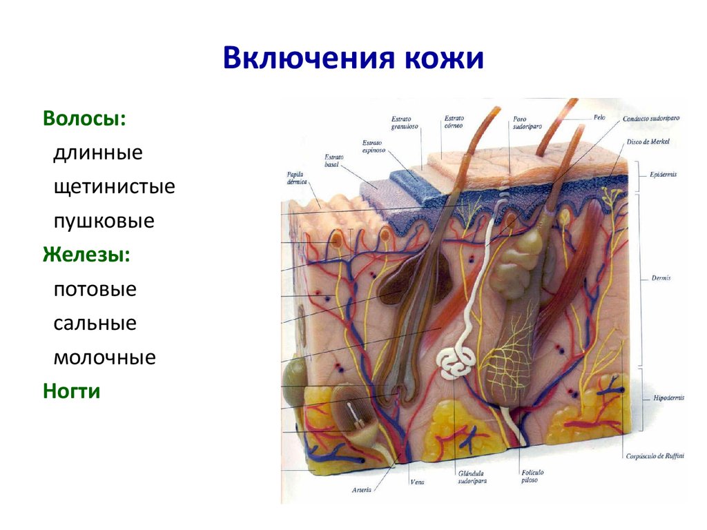 Кожная чувствительность