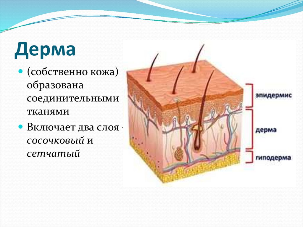 Рассмотрите рисунок 90 найдите эпидермис дерма и гиподерма