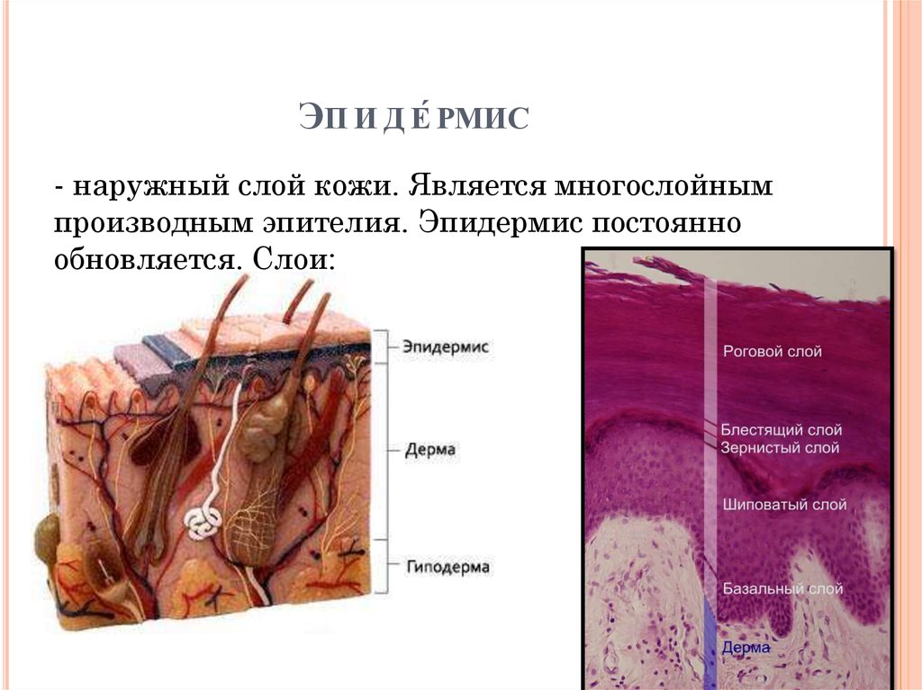 Кожные роговые образования это. Базальный слой эпидермиса. Строение эпидермиса кожи.