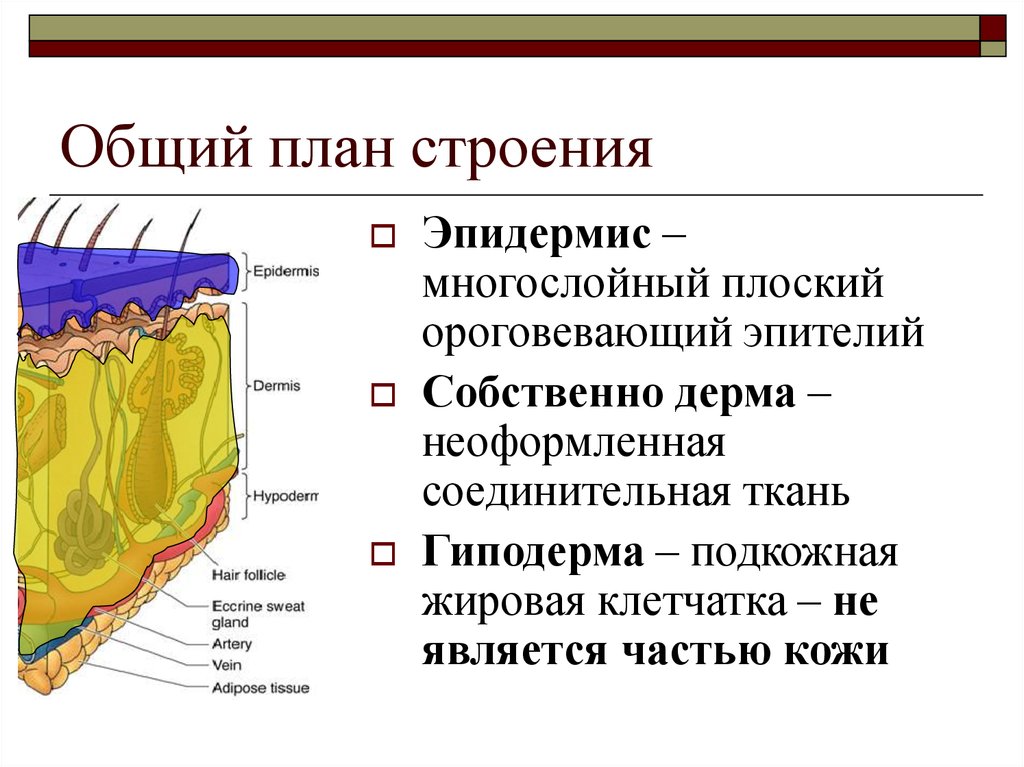 Кожица образована тканью. Эпидермис дерма гиподерма таблица. Эпителий эпидермис дермагидродерма. Строение кожи эпителий соединительная ткань. Эпидермис дерма подкожная клетчатка таблица.