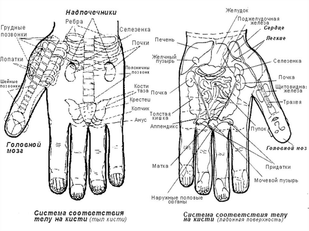 Схема органов на руке