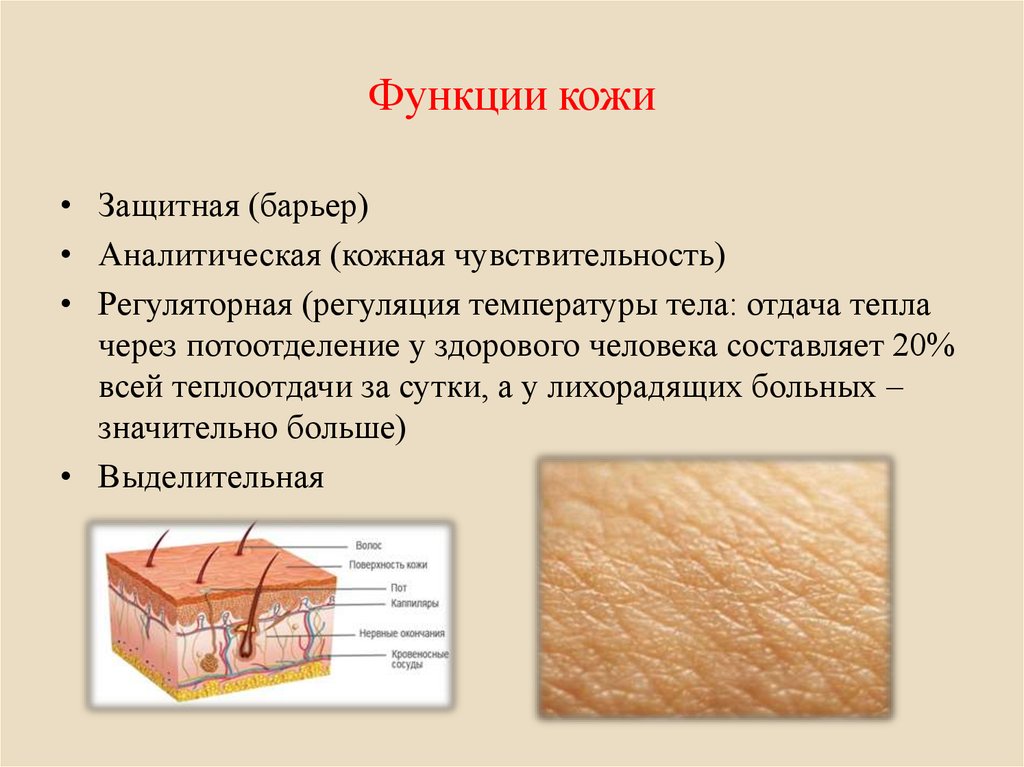 Проект по биологии кожа лица