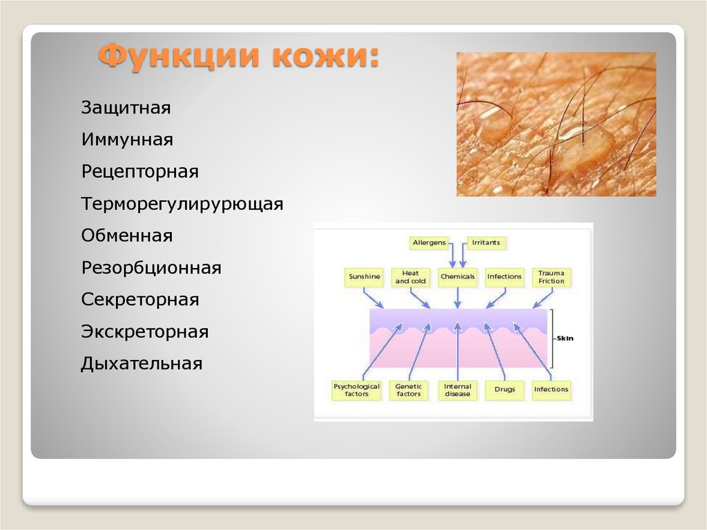 Какими буквами на рисунке обозначены структуры кожи человека выполняющие функции теплорегуляции