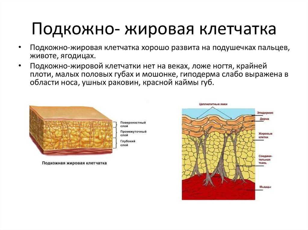 Подкожно жировая клетчатка картинка