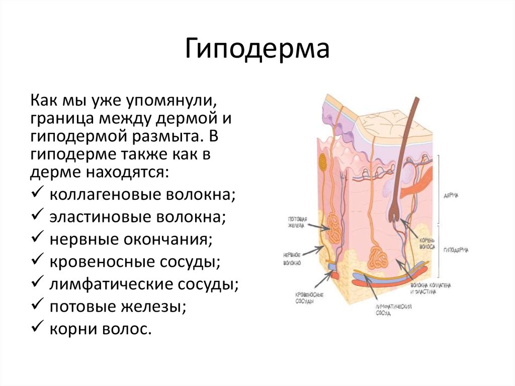 Найдите на рисунке 71 два слоя кожи и подкожную жировую клетчатку расскажите об их функциях