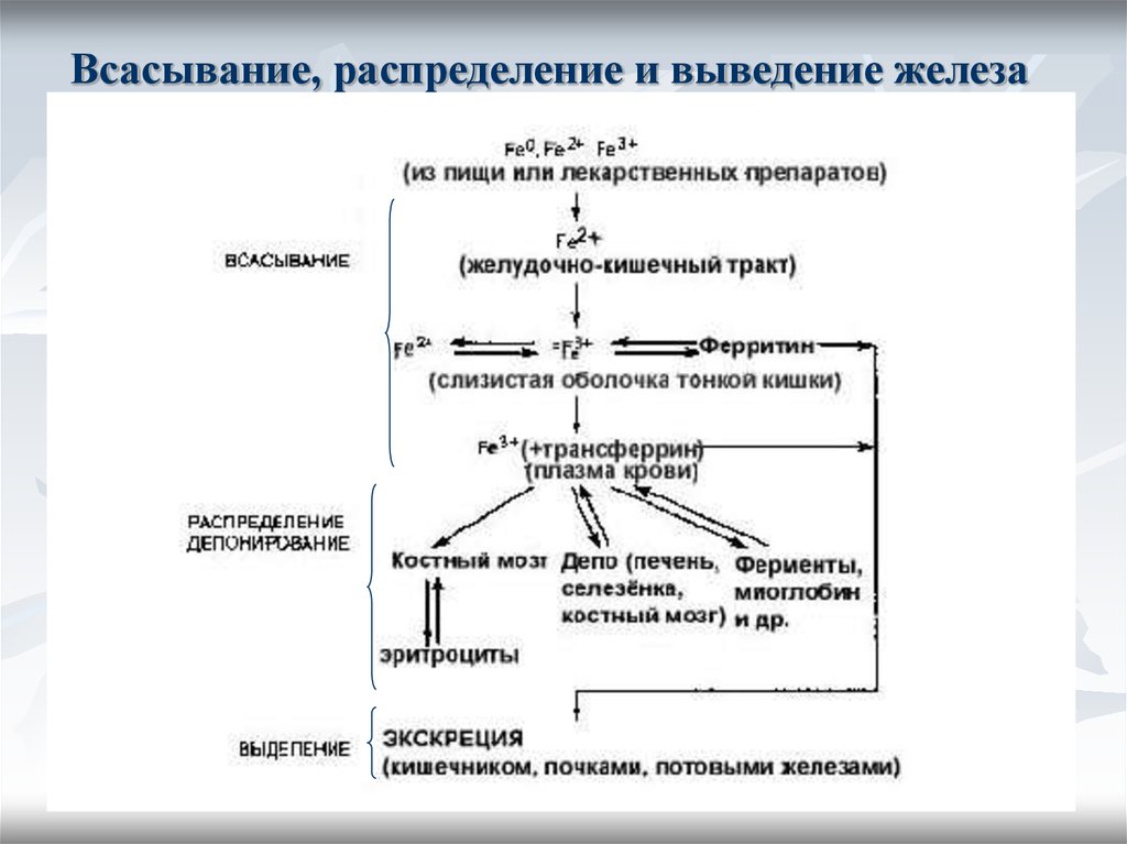 Процессы железа. Всасывание и транспорт железа биохимия. Схема механизма всасывания железа. Механизм всасывания трехвалентного железа. Схема всасывания железа в ЖКТ.