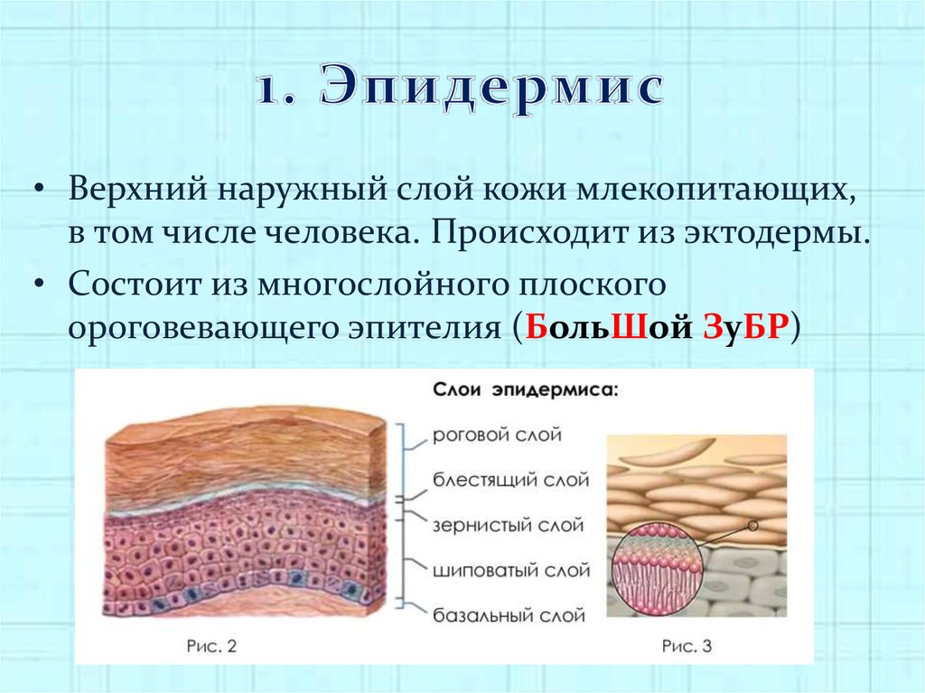 Эпидермис развитие