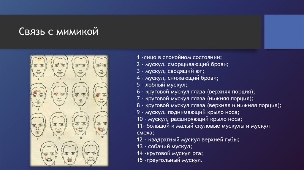 В схеме описания мимических признаков эмоциональных состояний отсутствует следующий элемент лица