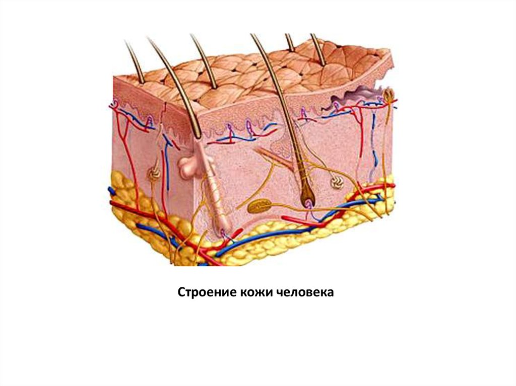 Оболочки кожи