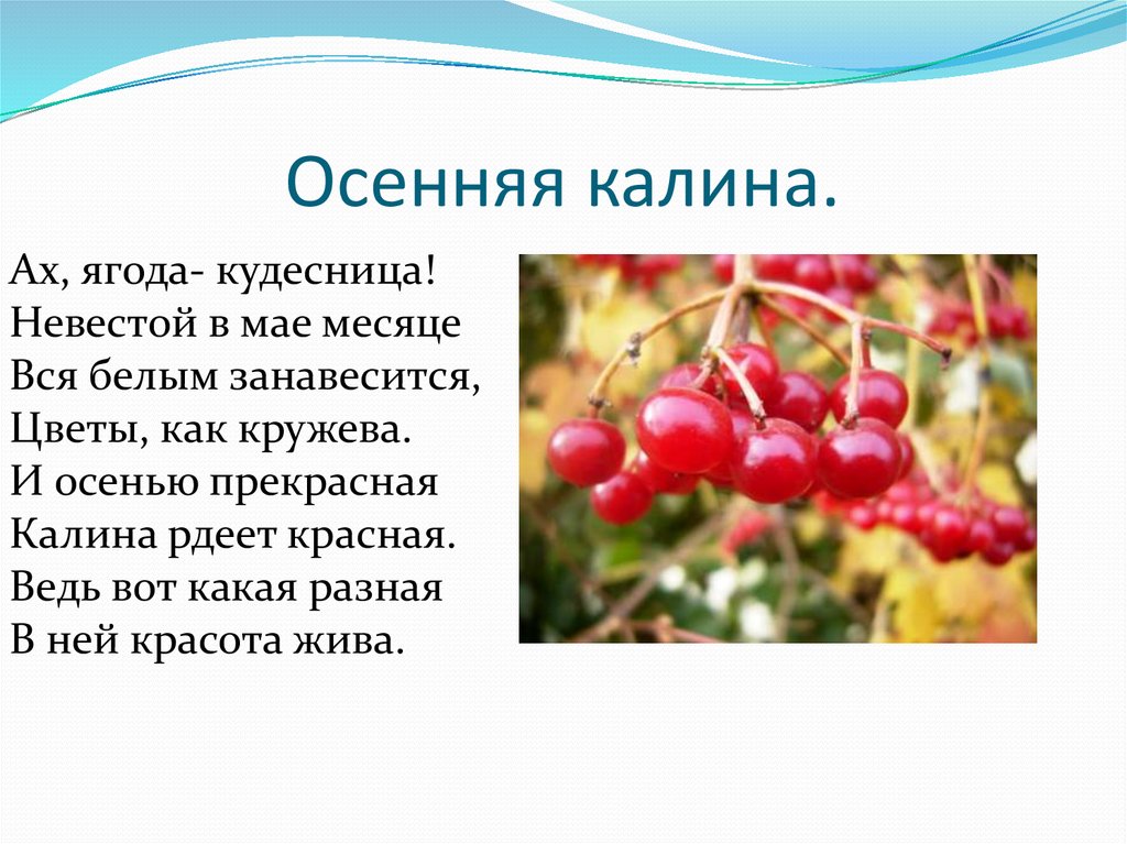 Калина польза. Приметы про ягоду калину. Какие витамины в калине ягоды. Калина прекрасная рассказ. Калина слова.