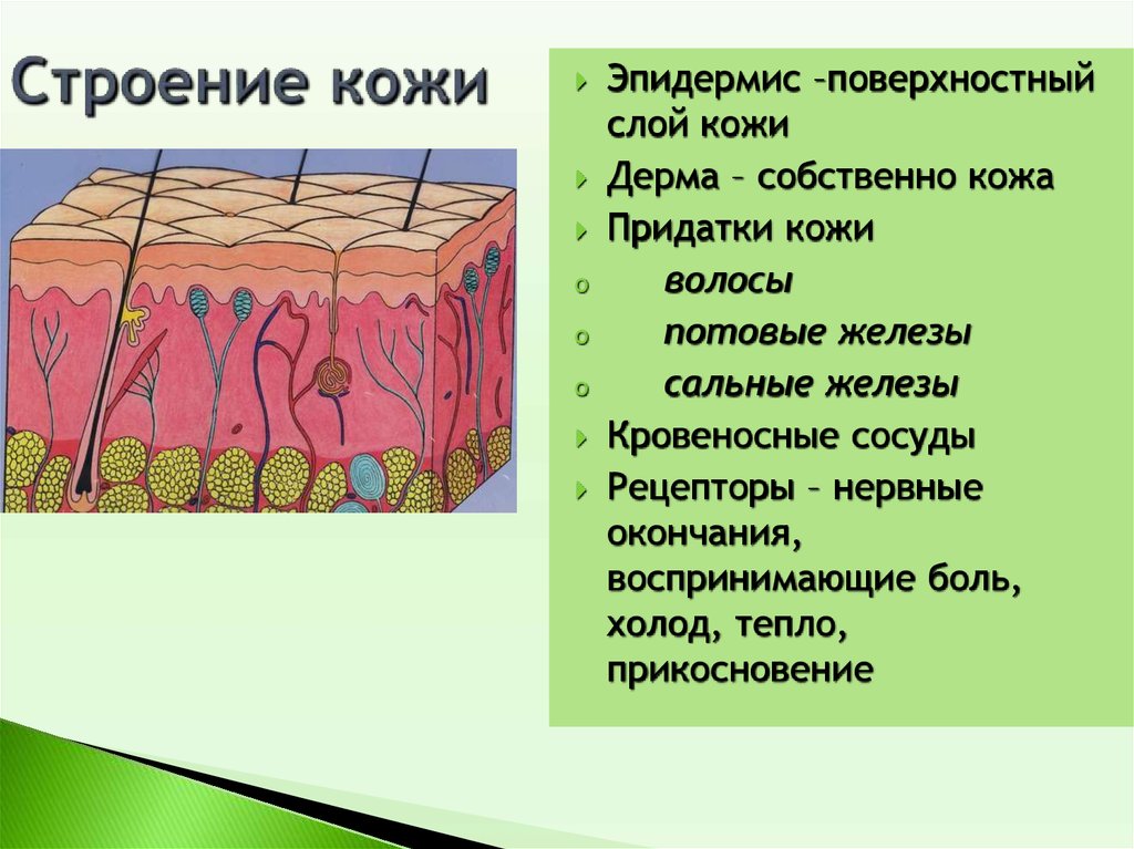 Найдите на рисунке 71 два слоя кожи и подкожную жировую клетчатку расскажите об их функциях