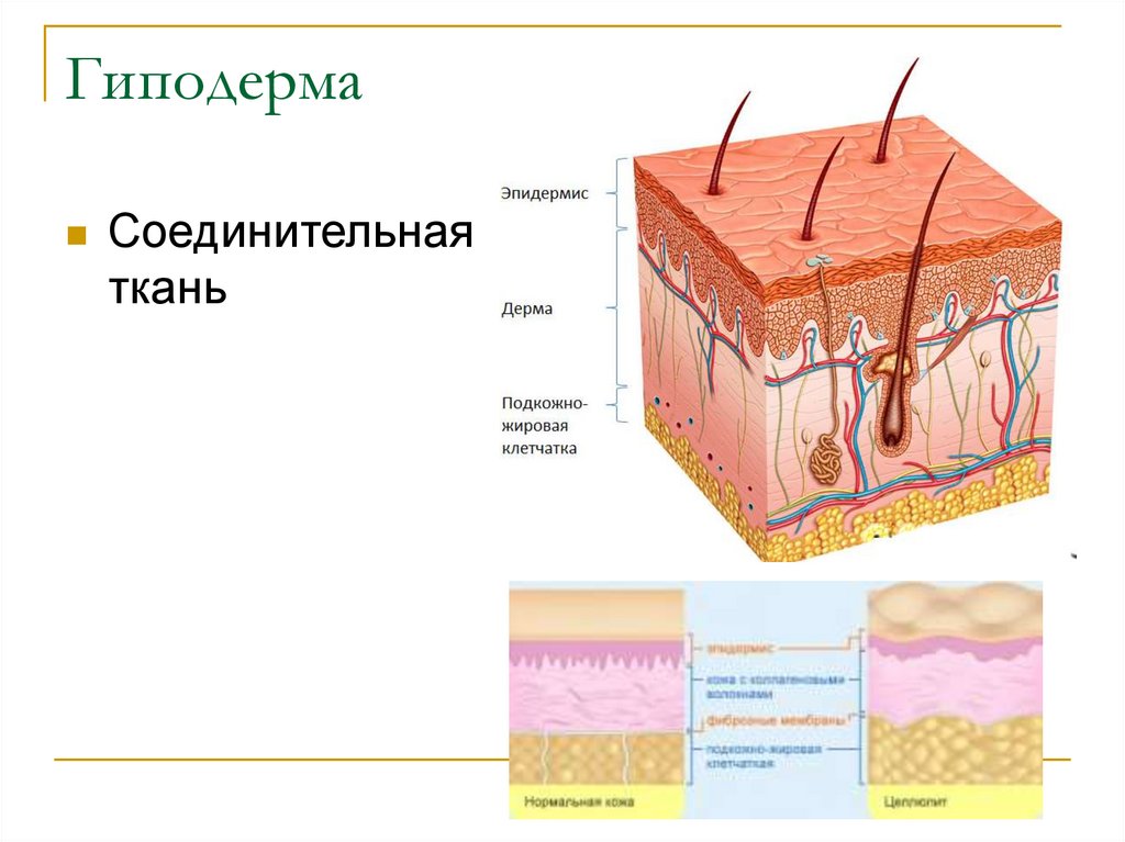 Подкожно жировой слой