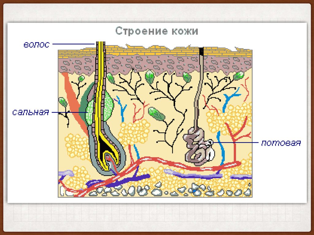 Строение кожи рисунок легкий