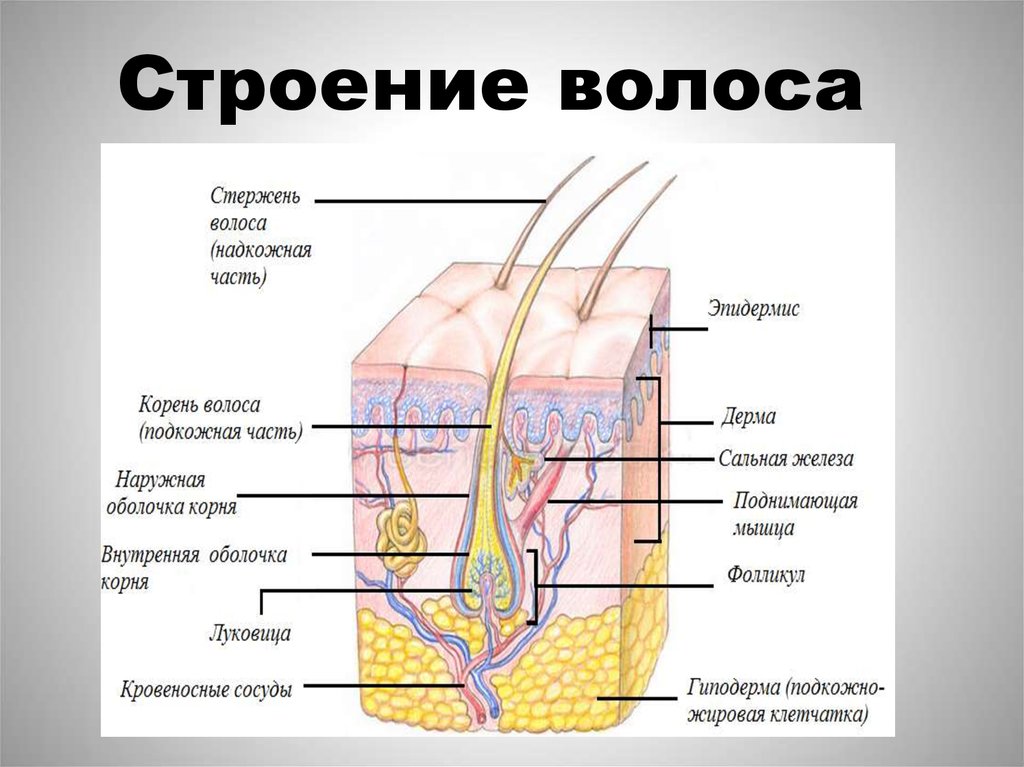 Белок кератин волосяной покров эпидермис волос подшерсток. Строение волосяного фолликула. Строение кожи и волоса схема. Эпидермис дерма волосяная луковица. Строение волосяного стержня.