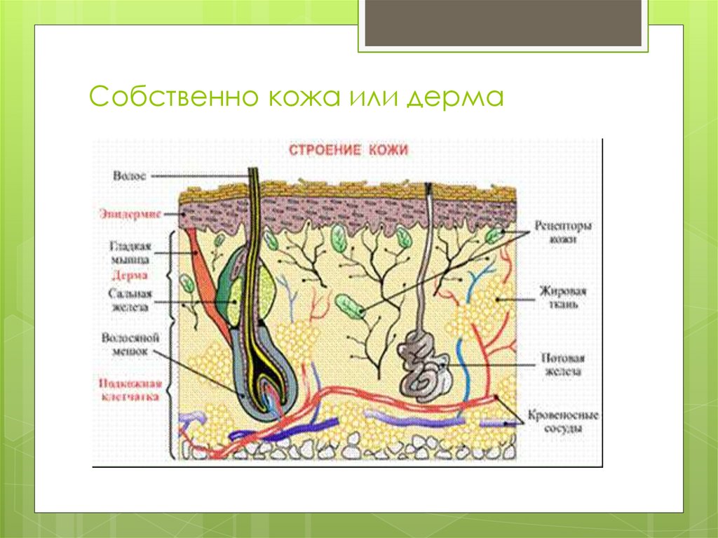 Кожная система