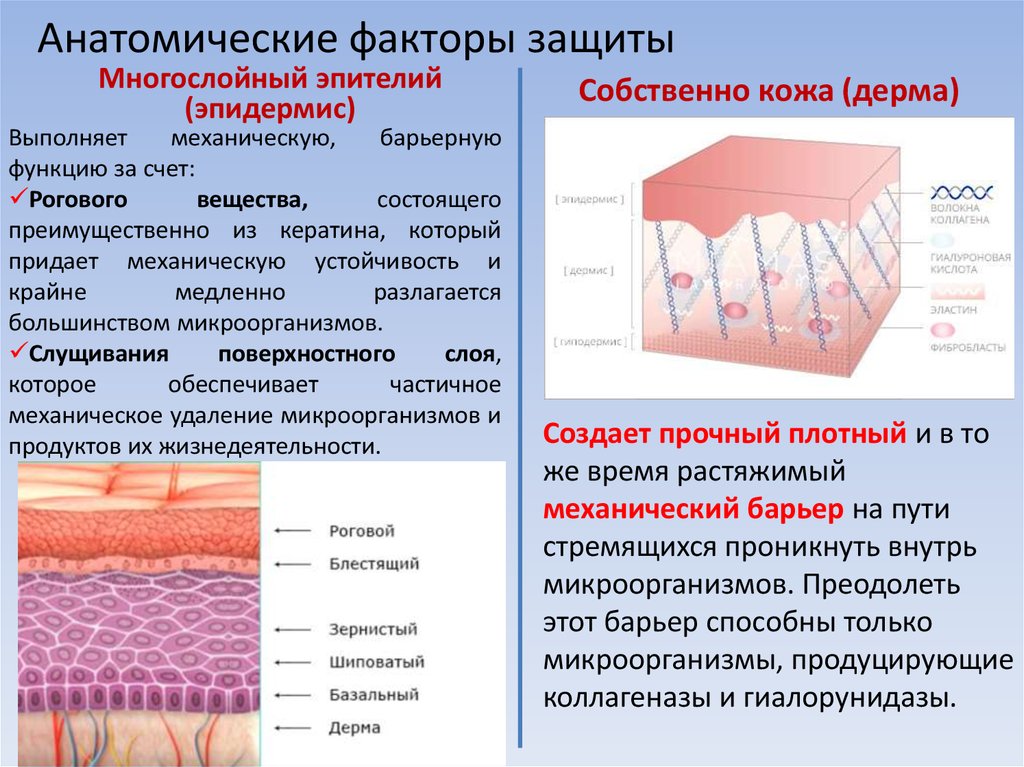 Дерма какой слой кожи