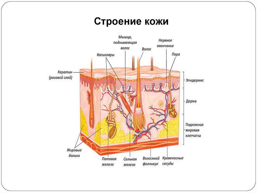 Строение кожи рисунок с подписями