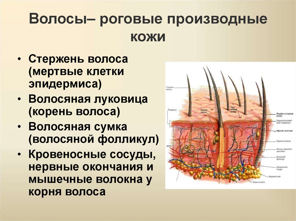 Конспект покровы тела строение и функции кожи
