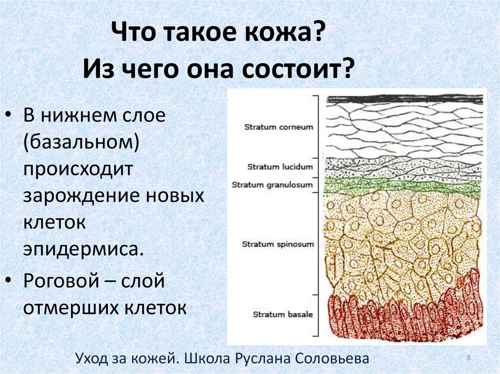 Слой р. Ороговевший слой эпидермиса. Роговой слой состоит из. Из чего состоит кожа.