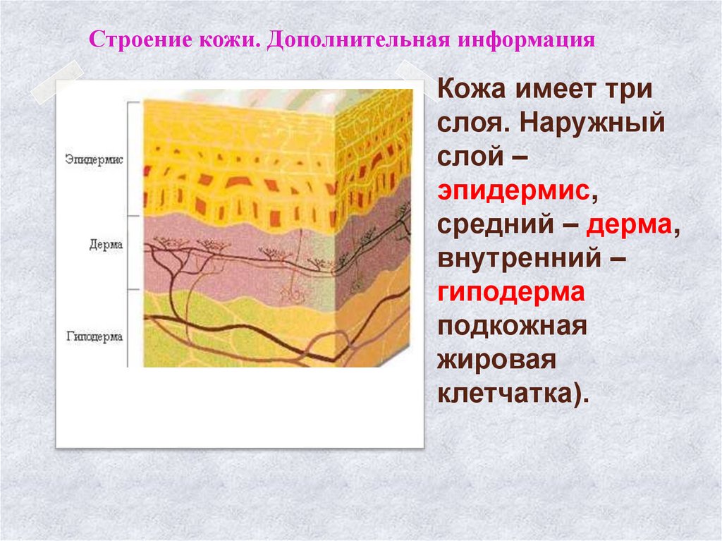 Эпидермис это наружный слой кожи. Строение кожи гиподерма. Строение кожи эпидермис дерма подкожная клетчатка.