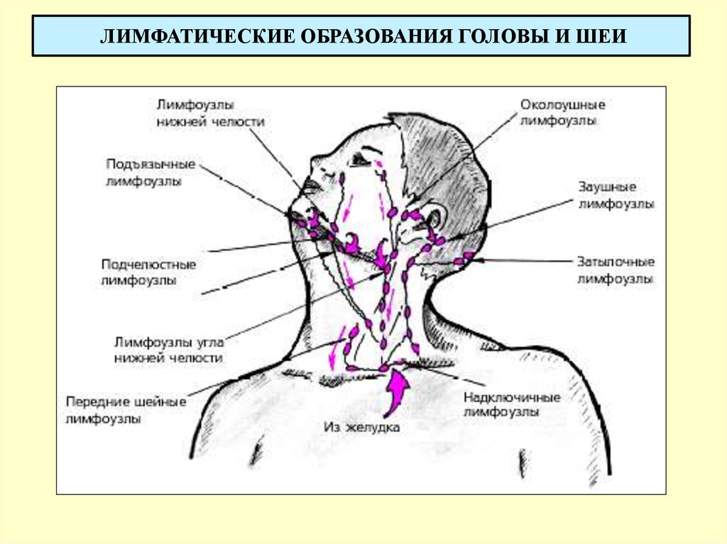 Железы на шее человека расположение в картинках