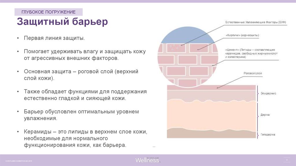 И влаги верхний слой. Защитный слой кожи. Защитный барьер кожи. Защита рогового слоя кожи. Эпидермальный барьер кожи.