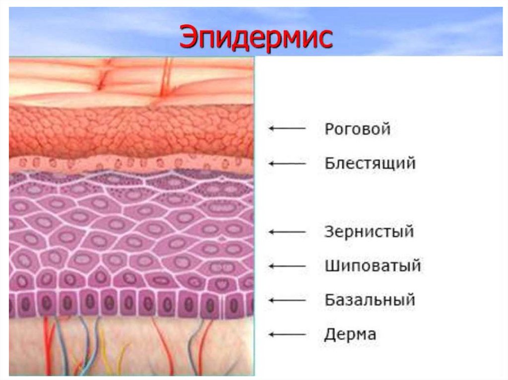 Каковы функции изображенной на картинке ткани в организме образование кожи