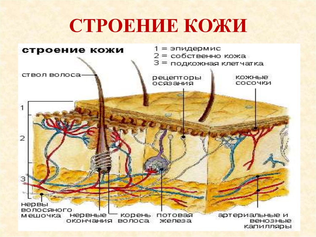 Строение и функции кожи презентация биология