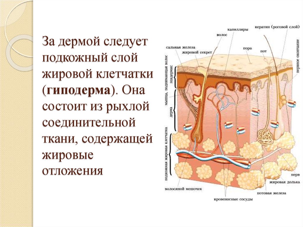 Найдите на рисунке 71 два слоя кожи и подкожную жировую клетчатку расскажите об их функциях