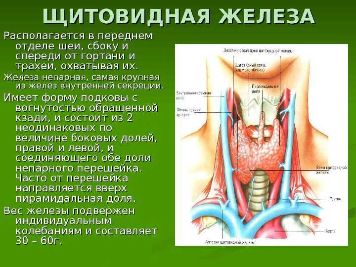 Образование перешейка щитовидной железы. Строение шеи органы сбоку. Строение шеи и горла спереди. Анатомия шеи человека щитовидная железа. Дискомфорт внизу трахеи.