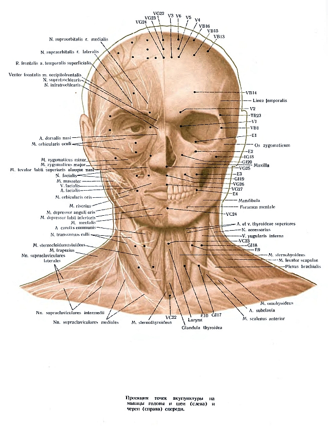 Акупунктурные точки на лице человека схема расположения