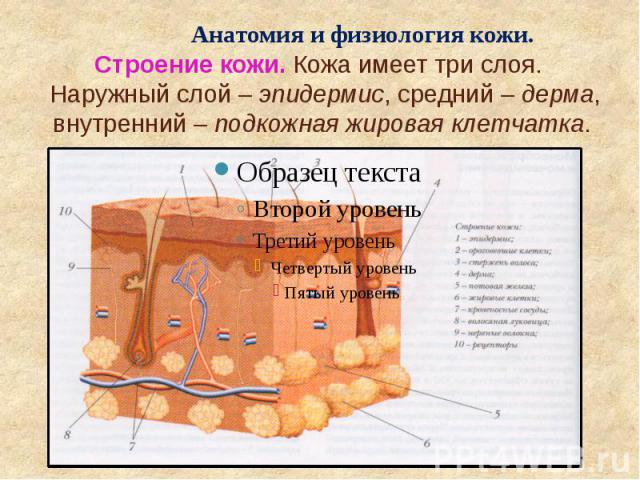 Кожа имеет. Анатомия и физиология кожи. Строение кожи анатомия и физиология кожи. Анатомия и физиология эпидермиса. Функции кожи физиология.