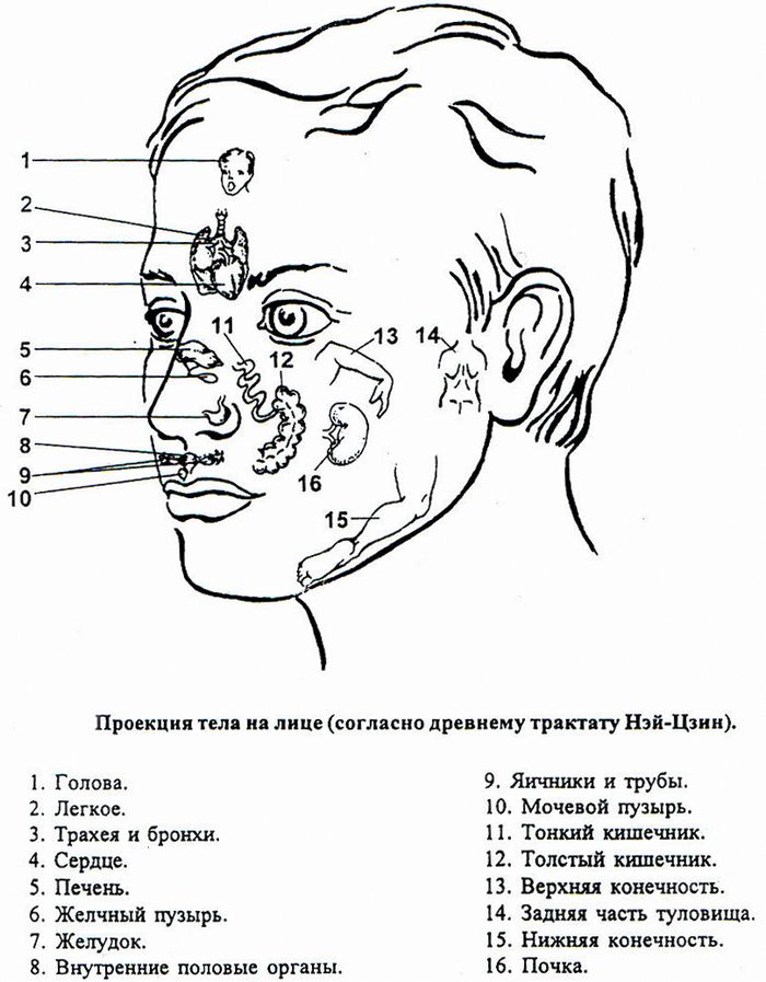 Точка проявлять. Проекционные точки на лице Огулов. Проекционные зоны Огулова точки на лице. Точки акупунктуры на лице человека. Неврит лицевого нерва точки акупунктуры.