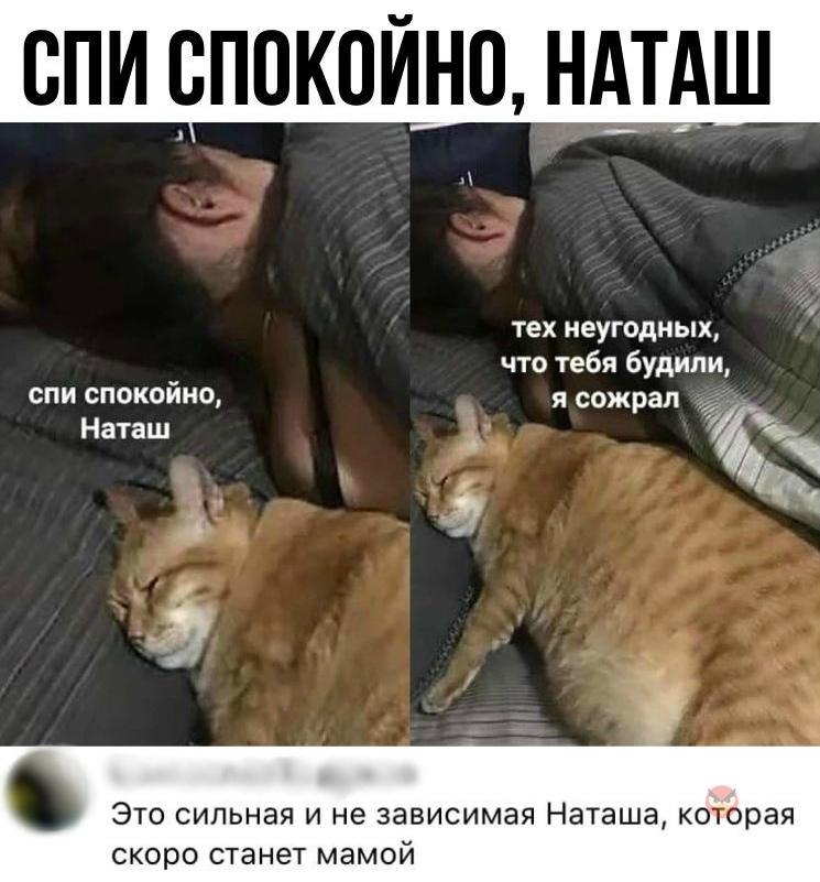 Ешь спи беги. Наташа и коты. Мем про Наташу и котов. Приколы про котиков и Наташу.
