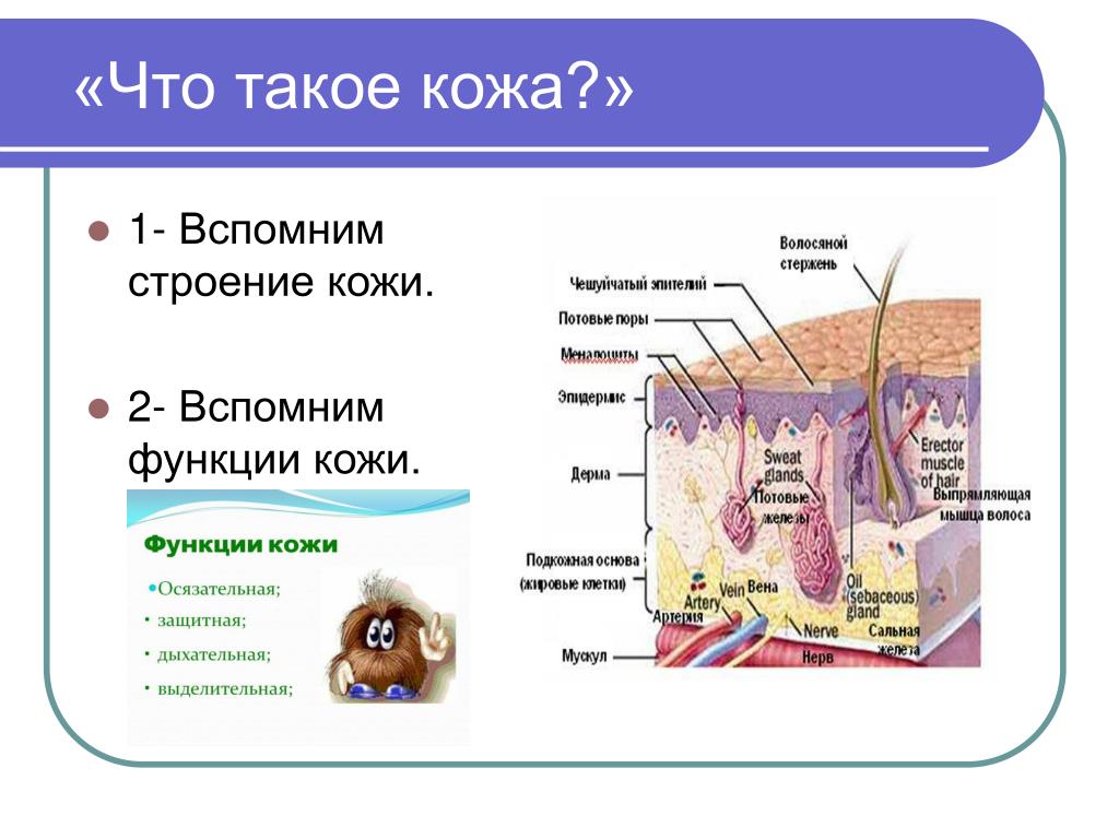 8 класс кожа презентация