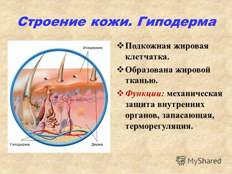 Кожа какой орган человека