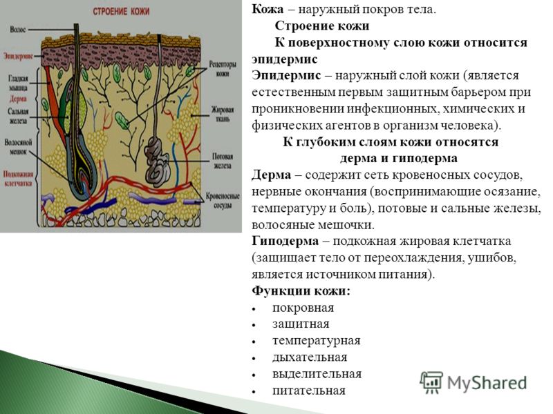 Кожа презентация 8 класс