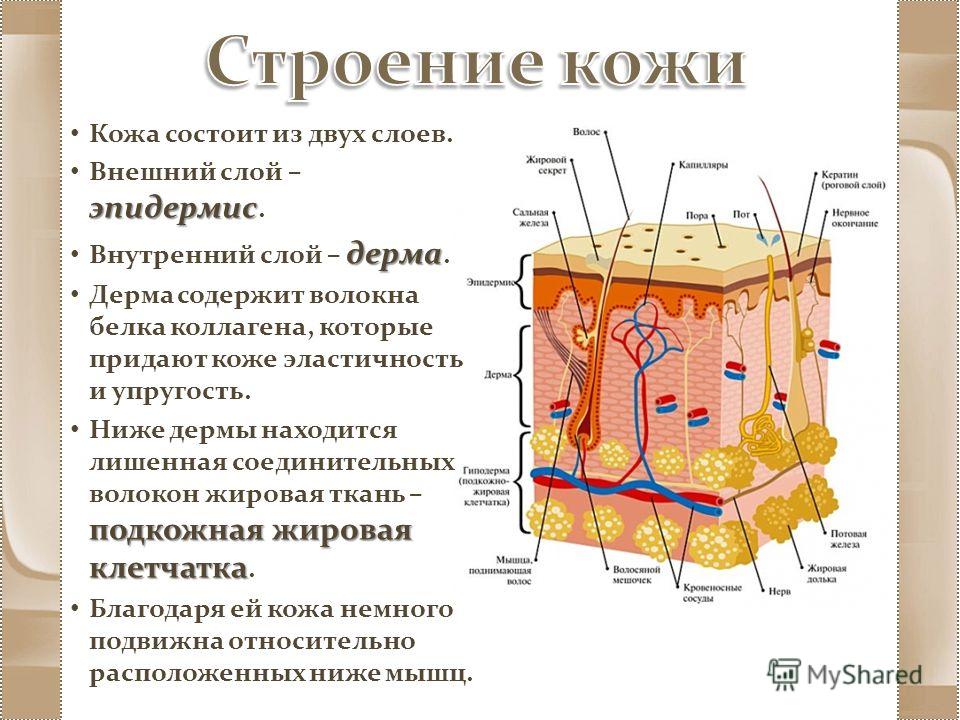 Найдите на рисунке 71 два слоя кожи и подкожную жировую клетчатку расскажите об их функциях