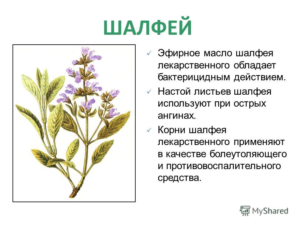 Levisticum officinalis польза и вред