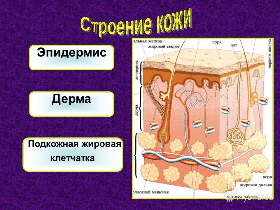 Кожа биология 8 класс рисунок