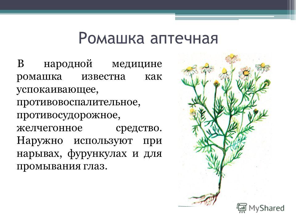 Ромашка лекарственная фото и описание