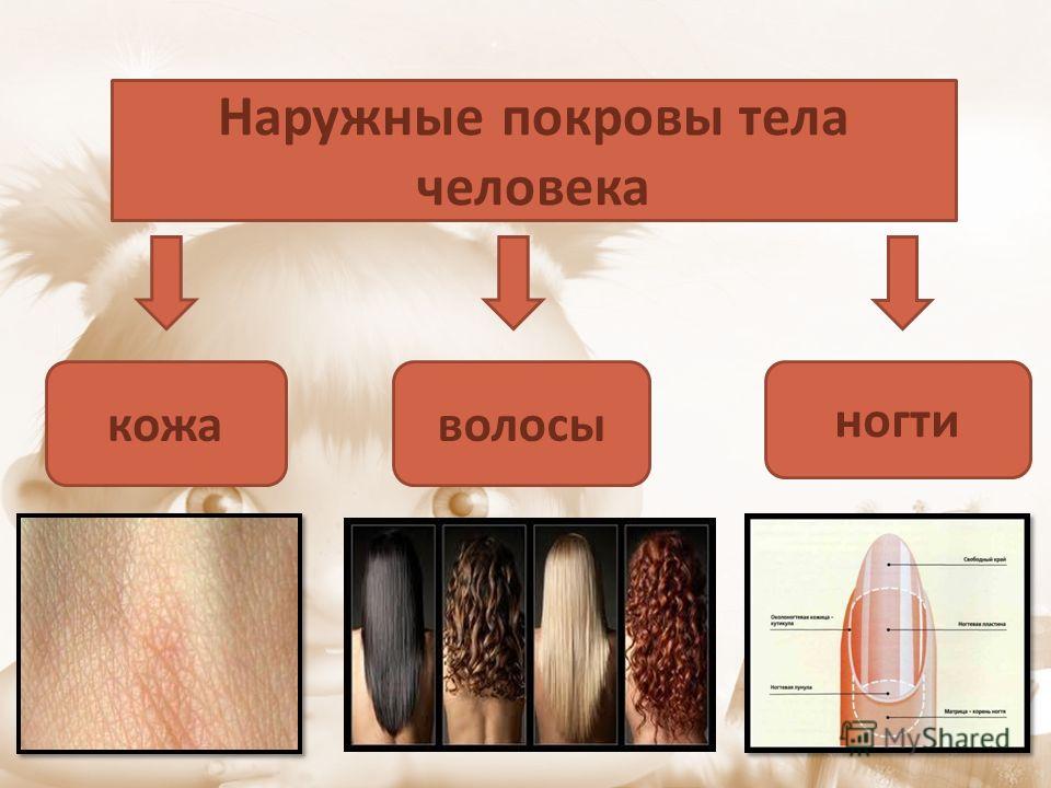 Покровы тела 8 класс биология презентация